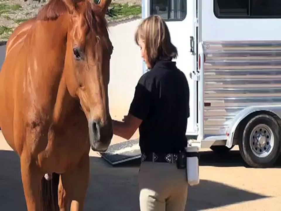 Teaching Your Horse to Stretch