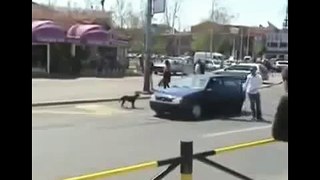 Dog Vs Car