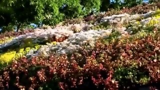 CityScapes Green Roofs...Technology & Nature In Harmony