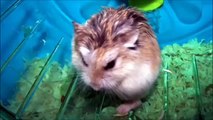 Roborovski Dwarf Hamsters | FUN FACTS #3