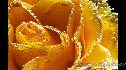 Ben Snof - Like a ROSE (1080p ♥ Hebrew English LYRICS) בן סנוף - כשושנה