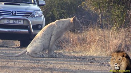 WHITE LION In Large Pride Spotted In Kruger Park.