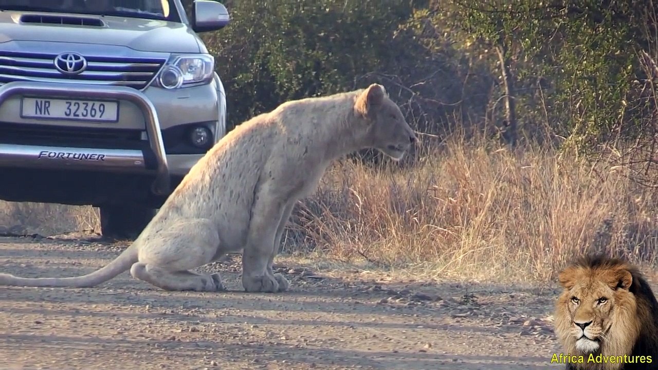 WHITE LION In Large Pride Spotted In Kruger Park.