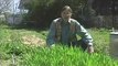 Cover Crops and Compost Crops IN Your Garden
