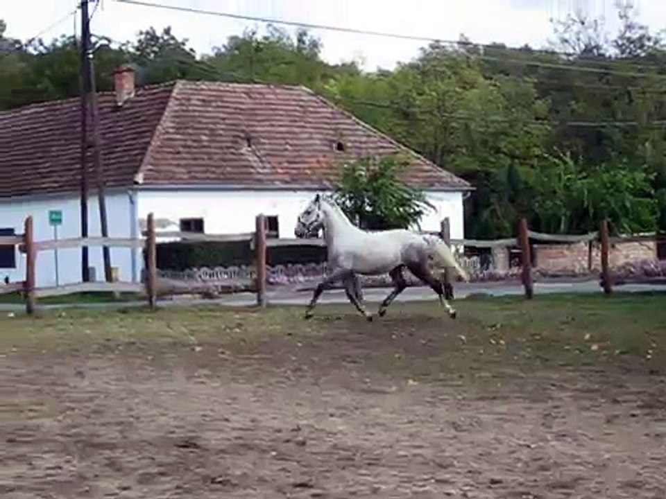 Lipicai csődőr élvezi a szabadságot