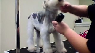 Wire Hair Fox Terrer ~ Pet Trim ~ With Clipper Vac Part 1 of 3