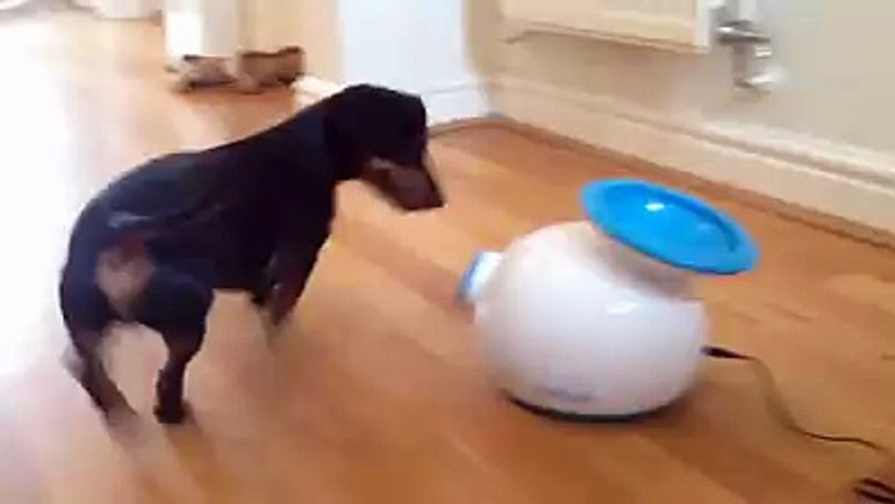funny dog