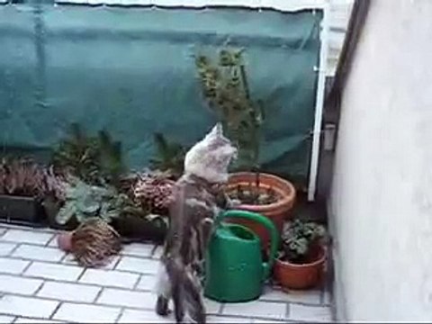 Maine Coon Cat Secret #1 - Playing In The Snow (LOL)