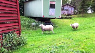 Svågerrogers fårskallar (filmat med iPhone 4)