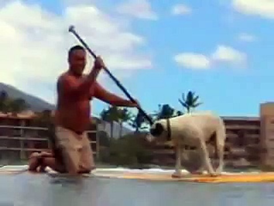 Stand Up Paddle Surf de perros