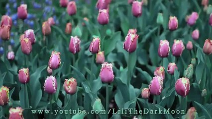 Astrid braid hair tutorial from _How to train your dragon_ Criss cross ponytail hairstyle