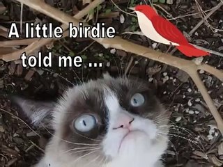 Happy Birthday, Grumpy Cat Style! LOL!