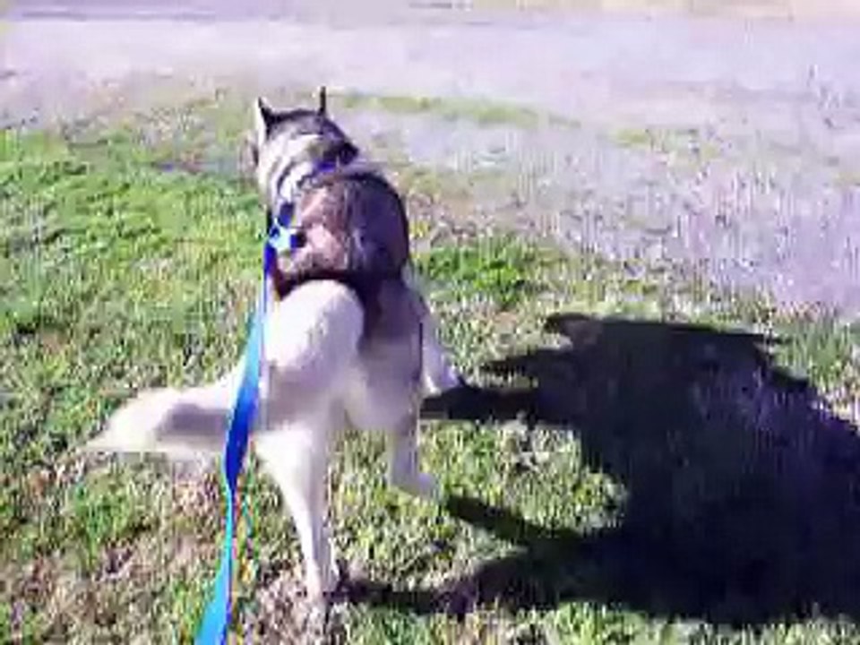 Bike Mushing Chase