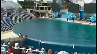 【衝撃映像】シャチの水槽に入ってきた野生のペリカンが捕食される