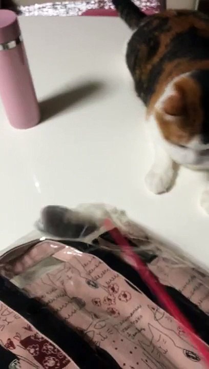 ねずみさん大好き