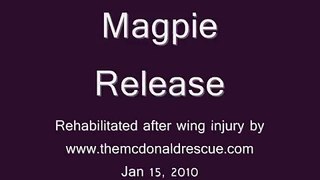 Rehabilitated Magpie Release