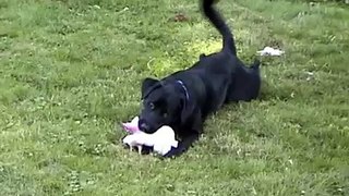 Black Lab playing with toy
