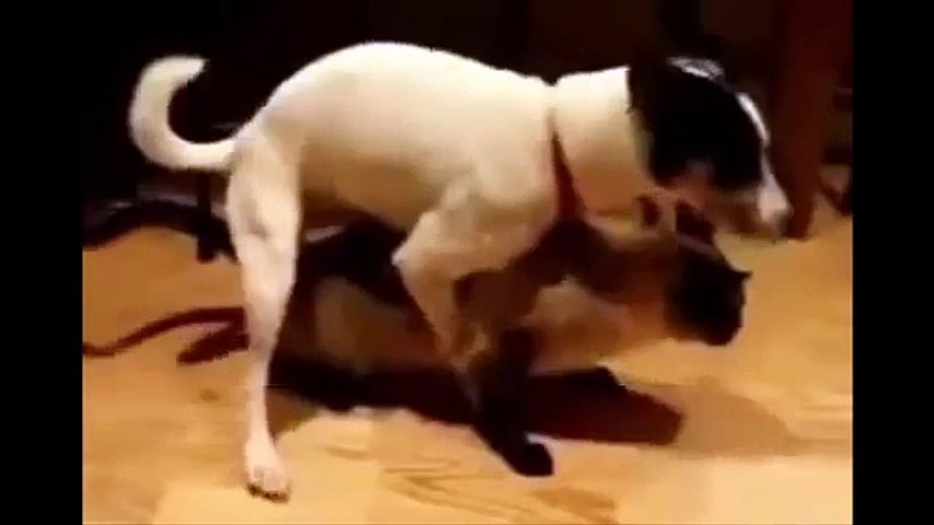 dog and cat together funny video