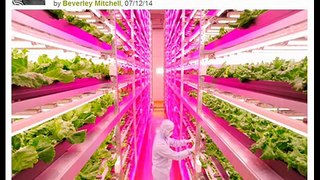 The World's Largest Indoor Farm Produces 10,000 Heads of Lettuce a Day in Japan