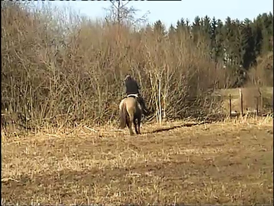 Pferd 174