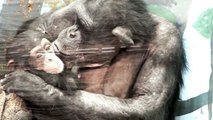 Love.Too Cute!Continuous Kiss of chimpanzee mom.母チンパンジーの連続キス。