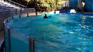 Swimming with the Dolphins - Six Flags Discovery Kingdom 2014!