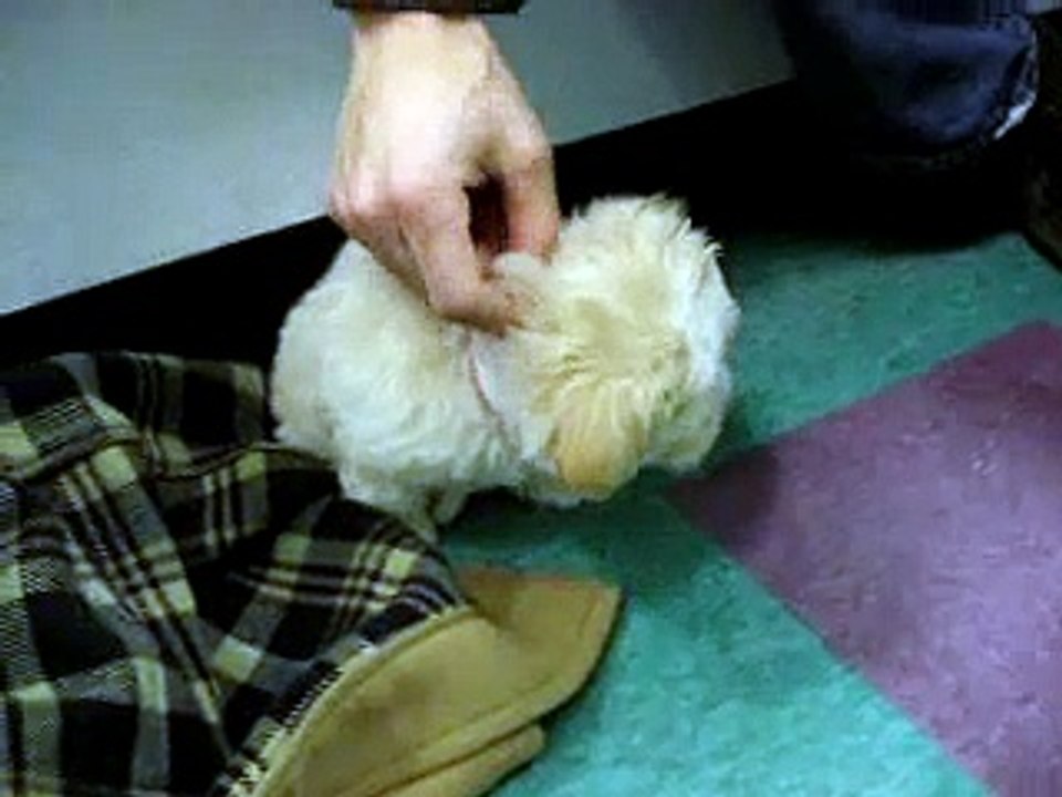 cutest maltipoo puppy ever!