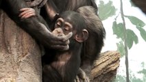 #01 Terribly cute.! Baby Chimpanzee.超かわいい！チンパンジーの赤ちゃん。