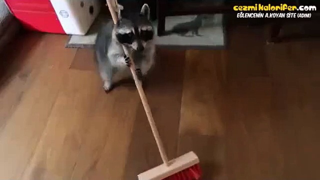 Çalışıp Üstüne Parasını İsteyen Emekçi Rakun