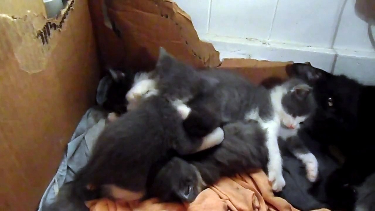 another kitten kinda morning