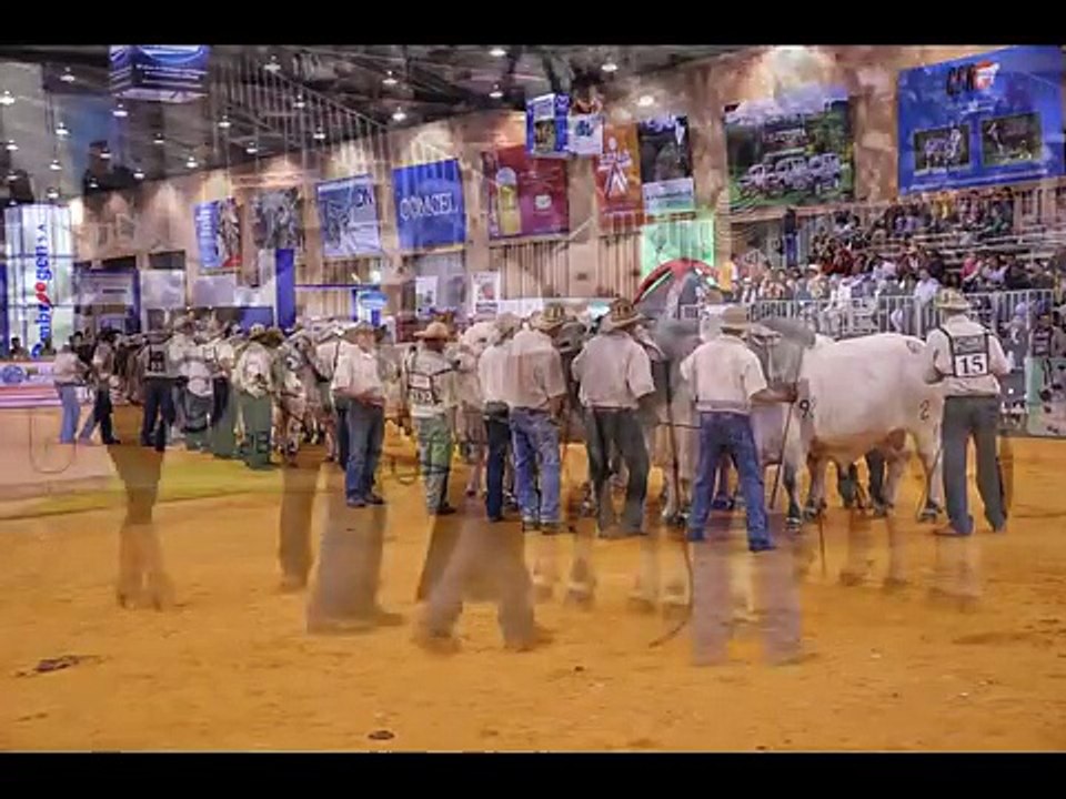 Feria Equina Bogota Colombia S. A.- 1-  emilio_...