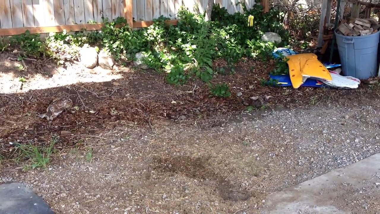 Twin fawns just born today - one takes first steps!