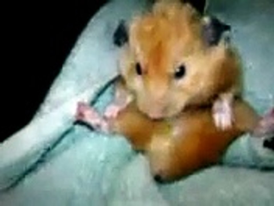PIST OFF HAMSTER.3GP