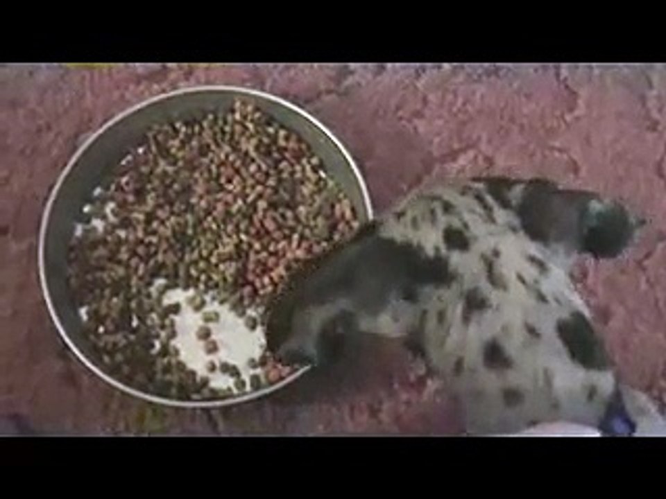 "Monet" the Great Dane learns her manners (PT1)...