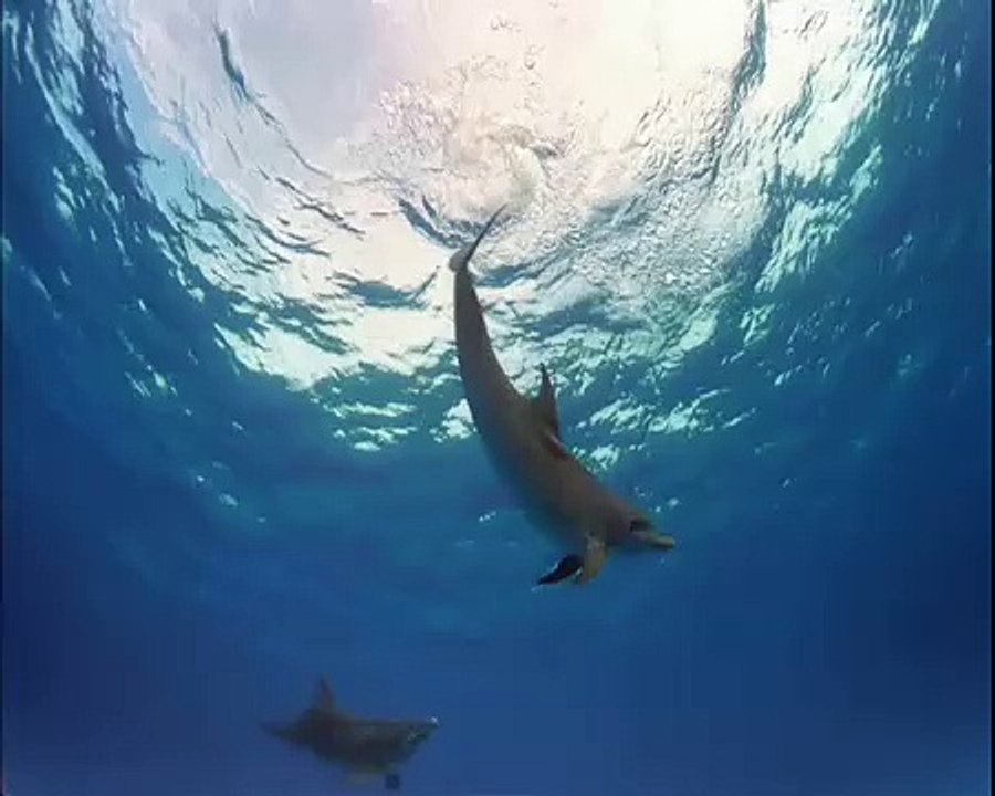 Ocean Angels, Dolphins
