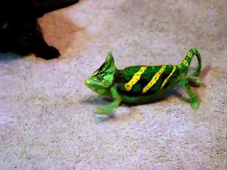 Shadow vs  Lightning