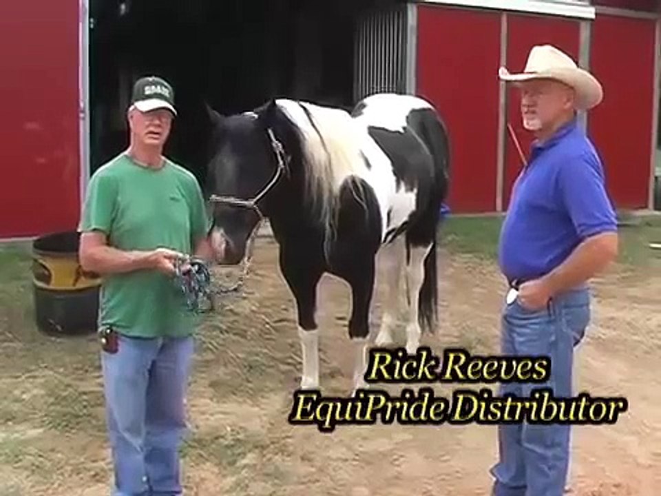 Edney Paint Horses using EquiPride and EquiLix Horse Supplent