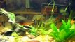 Piranhas and tin foil barbs in fully planted tank