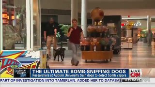 Meet the Elite Bomb-Sniffing Dogs