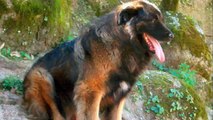 Serra da Estrela Dog The beautiful beast