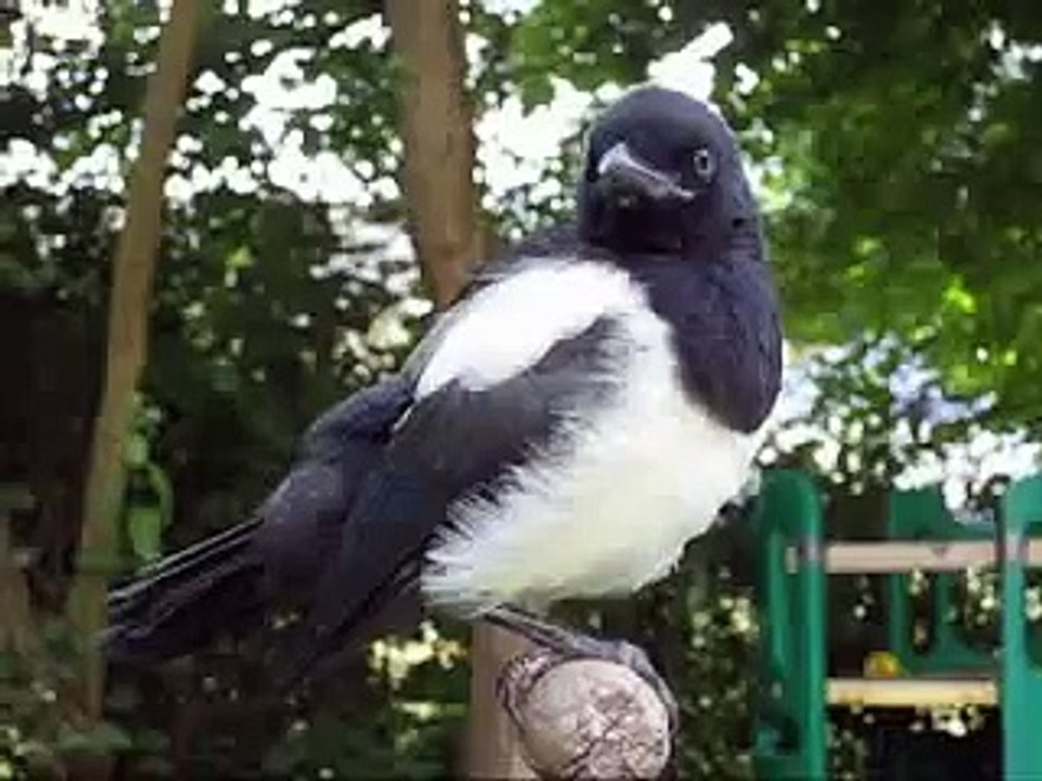 Magpie, Elster