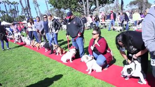 Bulldog Beauty Contest 2013 (dogs!)