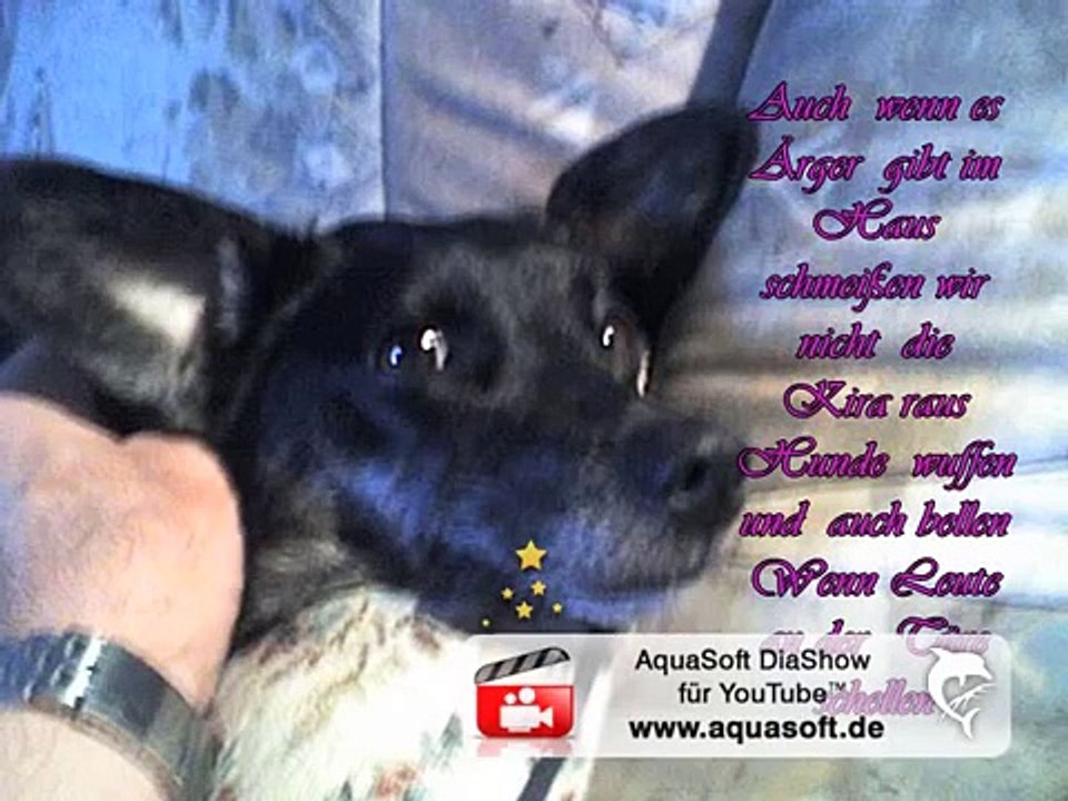 Mein Hund  ist schwul