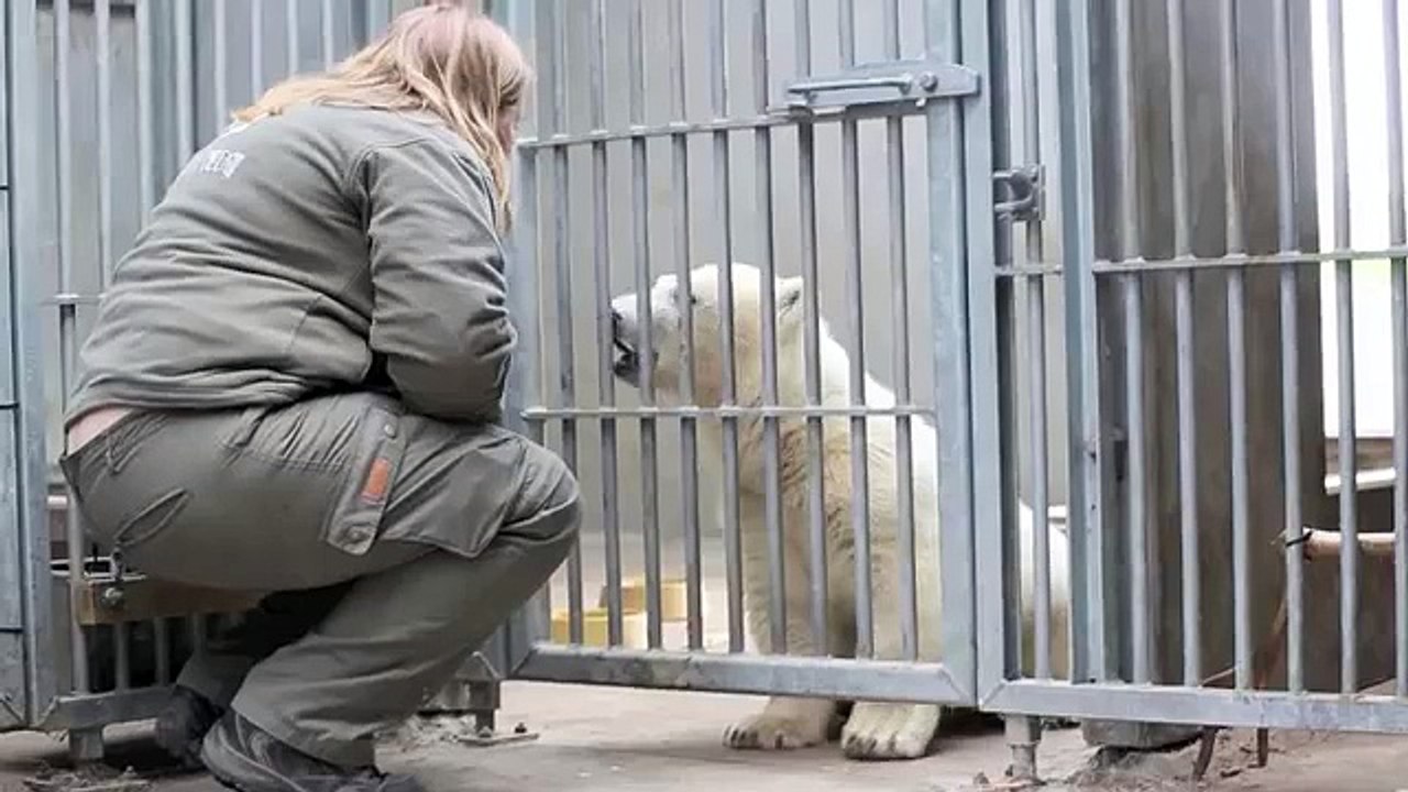 Træning med Siku - Training with Siku