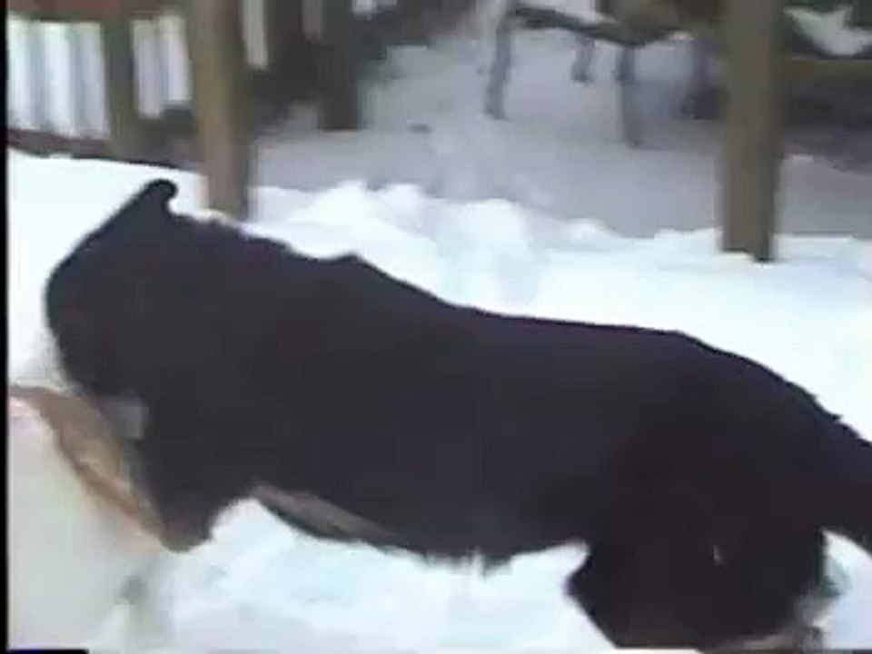 Snow Dogs - German Shepherds in the snow- Roxy and Bear