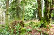 Lyre River Campground, Washington State (Olympic Peninsula)