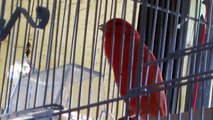 Red Factor Canary singing (in a proper size 'flight habitat' cage)