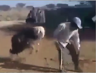 Funny Goat Hitting A man Amazing