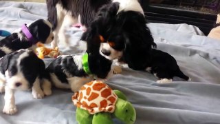 Cavalier tri color Puppies - 4 weeks old