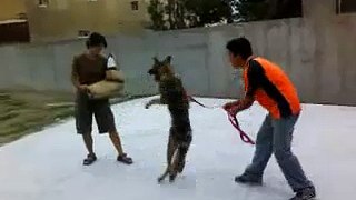 防衛犬的狼灰訓練~~此犬轉讓哦！